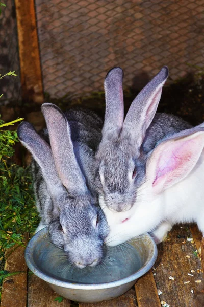 3 кролики п'ють воду з мисок Стокове Фото