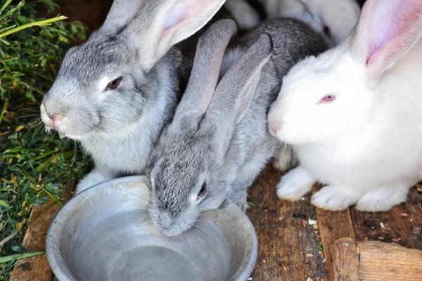 3 кролики п'ють воду з мисок Стокове Зображення