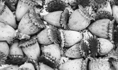 Doğal textur kurutulmuş çiçekleri inşa