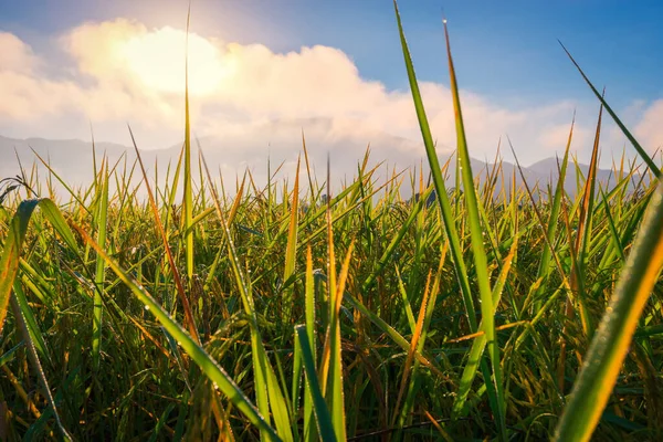 Paddy pirinç tarlası dağların üzerinden gün doğumuyla kapanır ve arka planda sis olur..