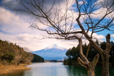 Bulutlu bir günde, Rakuki Gölü 'nde Fuji Dağı' nın önündeki kuru ağaçlar ya da yapraksız ağaçlar. Japonya 'da ünlü bir yerin manzarası.