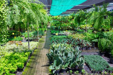 Birçok küçük ağaç ya da saksıda satılmaya hazır küçük bitkiler bulunan bahçe fabrikası ya da ağaç dükkanındaki çevre, tüm bitkiler güneş filtresi tarlası altında..