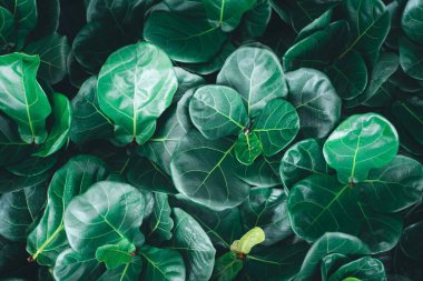 Fiddle Leaf arkaplanının üst görünümü. Yeşil Fiddle Fig, Ficus Lyrata ev bitkisine yakın çekim.