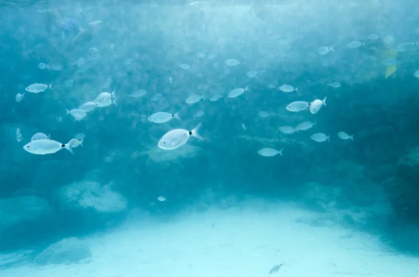 Средиземноморская рыба под водой. Называется Спарлотти по-итальянски — стоковое фото