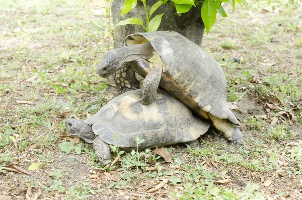 Retrato de dos tortugas adultas teniendo sexo — Foto de Stock