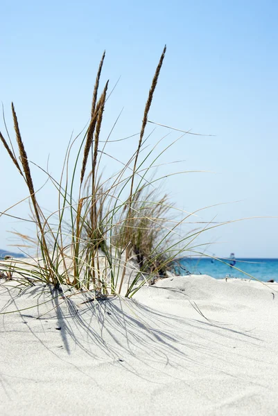Пляжная сцена с дикой травой спереди и морем сзади — стоковое фото