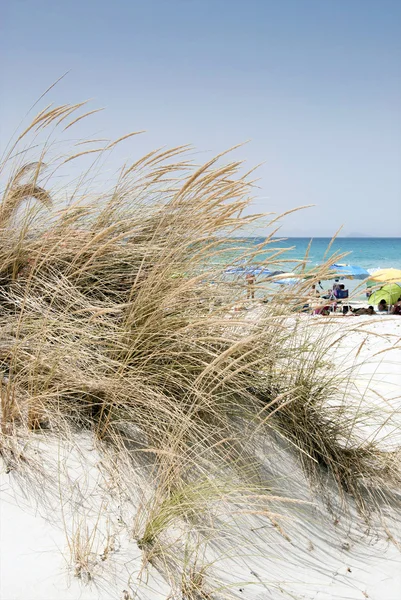 Escena de playa con hierba silvestre en la parte delantera y el mar en la parte posterior — Foto de Stock