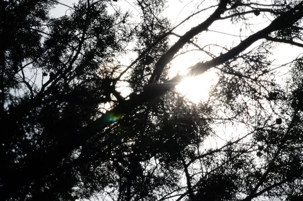 Silueta de ramas con rayos de sol detrás — Foto de Stock