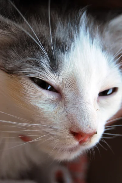 Retrato de un gato blanco con manchas negras, enojado con medio cerrado — Foto de Stock