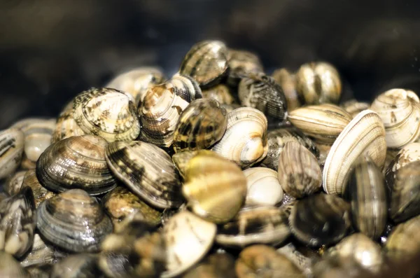 Kokkels uit de pan tijdens het koken — Stockfoto