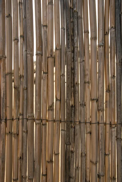 Textura de juncos amarelos seca como uma barreira — Fotografia de Stock