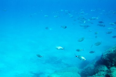 Akdeniz balık suyun altında. İtalyan dilinde denilen Sparlotti