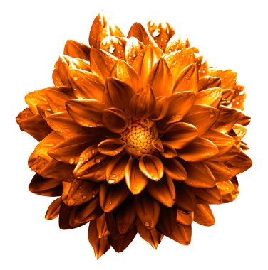 Gerçeküstü koyu krom turuncu ve beyaz beyaz izole dahlia makro çiçek