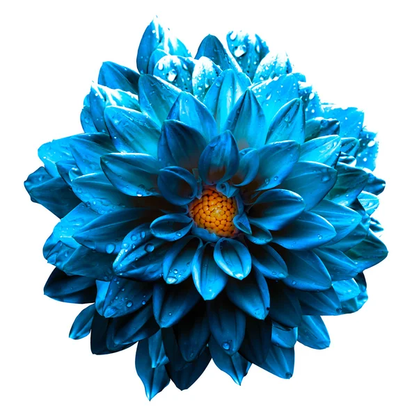 シュールなウェット ダーク クローム海青い花ダリア マクロ白で隔離 — ストック写真