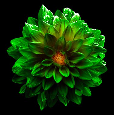 Siyah izole gerçeküstü ıslak karanlık chrome yeşil ve sarı çiçek dahlia makro