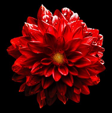 Siyah izole gerçeküstü ıslak koyu krom kırmızı çiçek dahlia makro