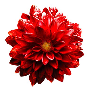 Gerçeküstü ıslak koyu krom kırmızı çiçek dahlia makro üzerinde beyaz izole