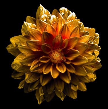 Gerçeküstü koyu krom sarı ve beyaz çiçek dahlia makro üzerinde beyaz izole