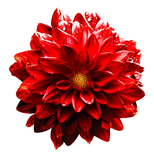 Gerçeküstü ıslak koyu krom kırmızı çiçek dahlia makro üzerinde beyaz izole