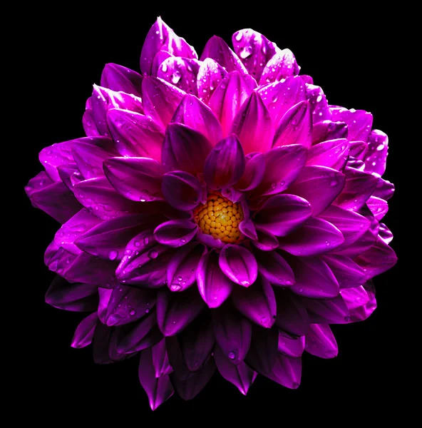 Siyah izole gerçeküstü ıslak koyu krom Pembe çiçek dahlia makro