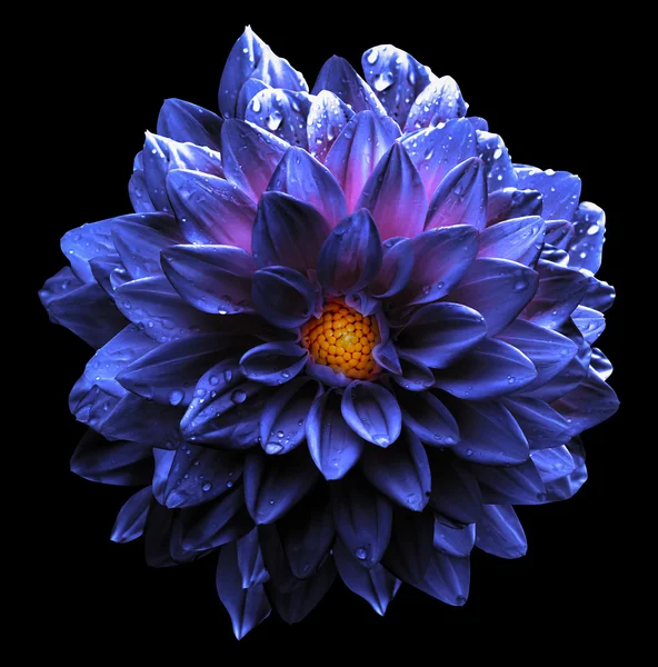 Szürreális nedves sötét króm lila és kék és fehér virág dahlia makró elszigetelt fekete — Stock Fotó