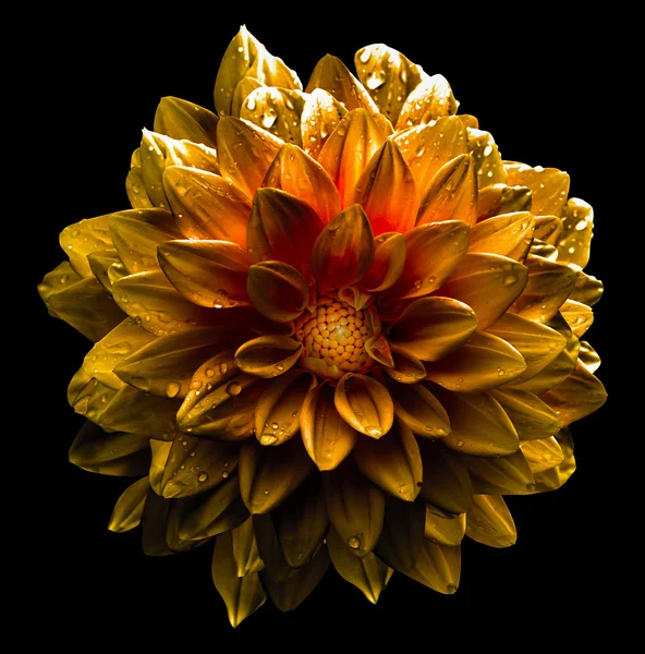 Gerçeküstü koyu krom sarı ve beyaz çiçek dahlia makro üzerinde beyaz izole