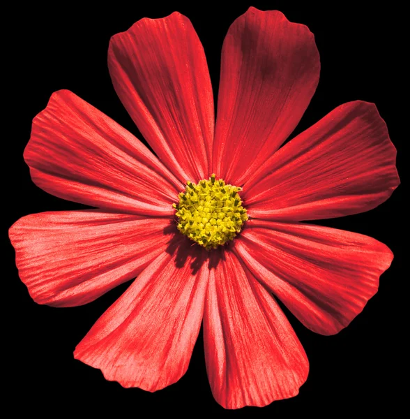 黒で隔離赤い花プリムラ マクロ — ストック写真