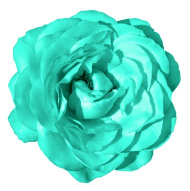 Turkuaz gül çiçek makro üzerinde beyaz izole