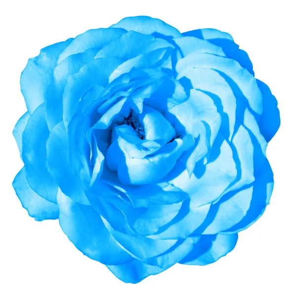 Azul rosa flor macro isolado no branco — Fotografia de Stock