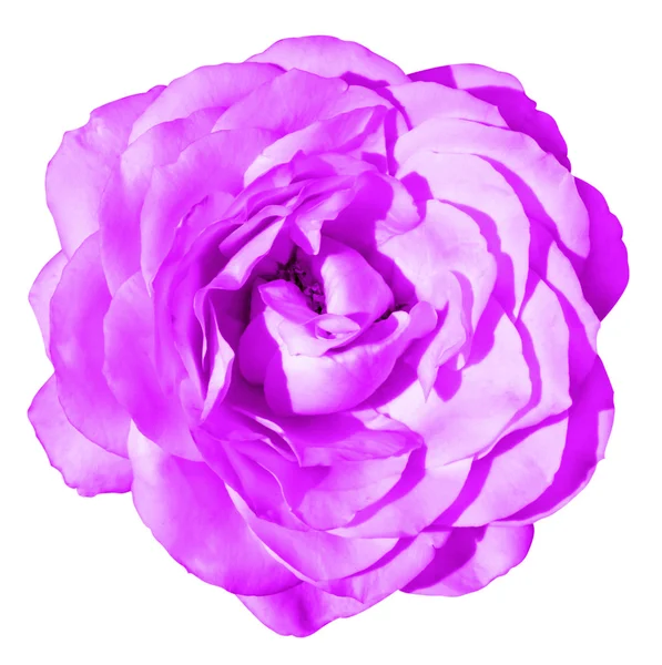 Rosa rosa flor macro isolado no branco — Fotografia de Stock
