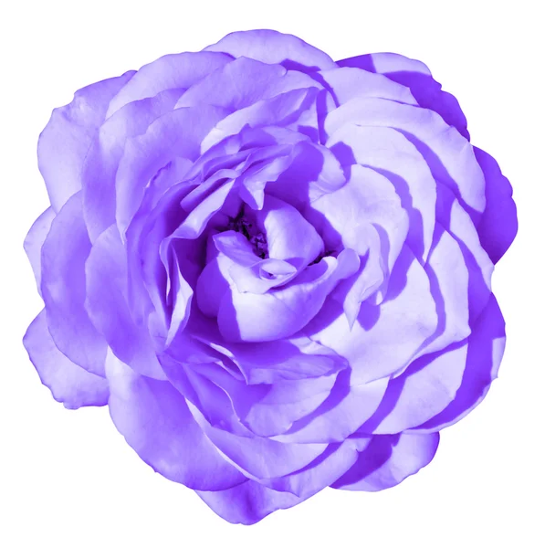 Violet rose bloem macro geïsoleerd op wit — Stockfoto