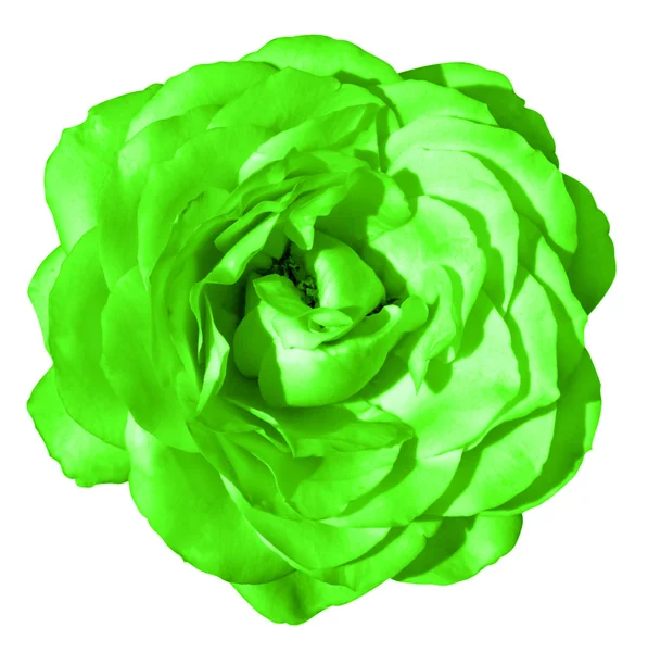 Grön ros blomma makro isolerad på vit — Stockfoto