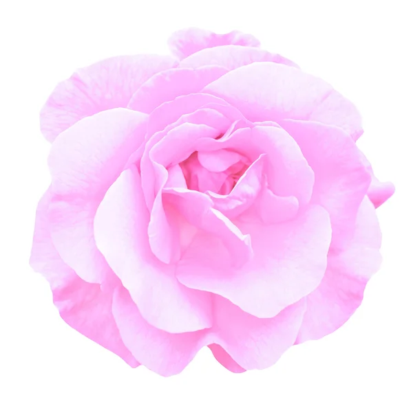 Teder roze roze bloem macro geïsoleerd op wit — Stockfoto