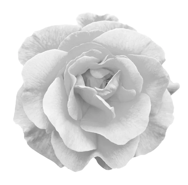 Teder roze bloem macro geïsoleerd op wit zwart-wit — Stockfoto