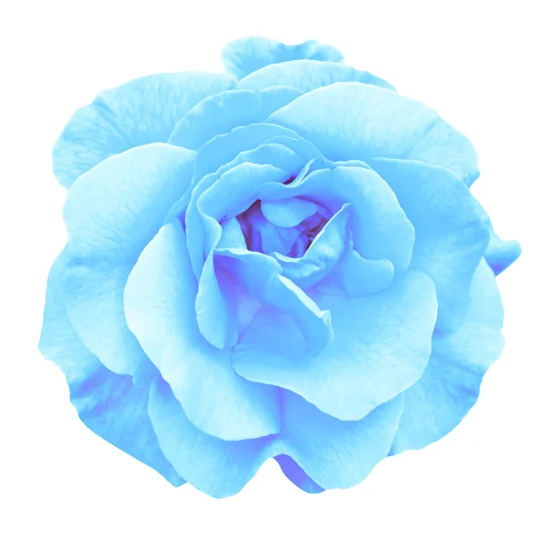 Makro nabídky tyrkysové růže květ izolované na bílém — Stock fotografie