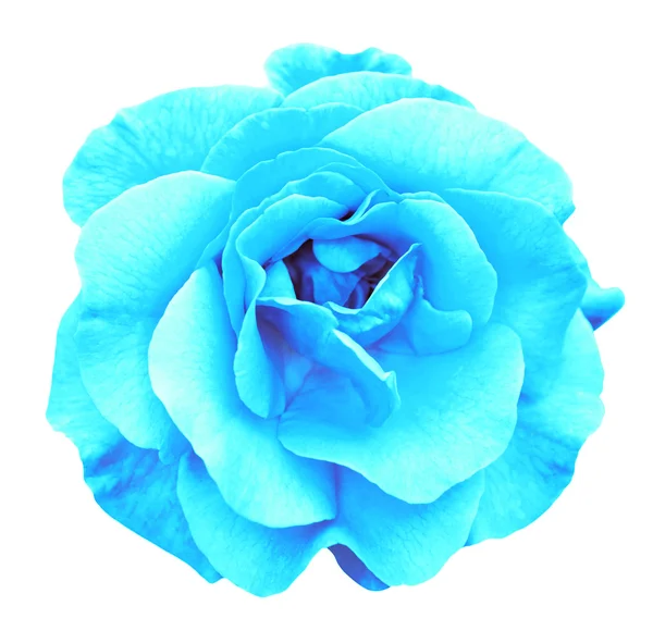Синя квітка троянди макро ізольовані на білому — стокове фото
