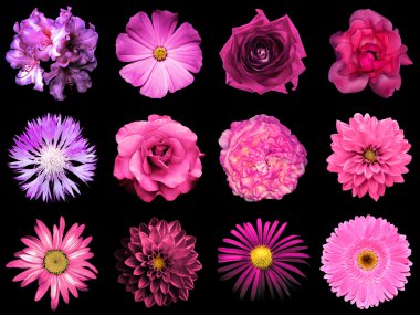 Doğal ve gerçeküstü pembe ve mor çiçekler 12 karışımı kolaj 1: şakayık, dahlia, primula, aster, papatya, gül, gerbera, karanfil, krizantem, cornflower, keten, pelargonium siyah izole