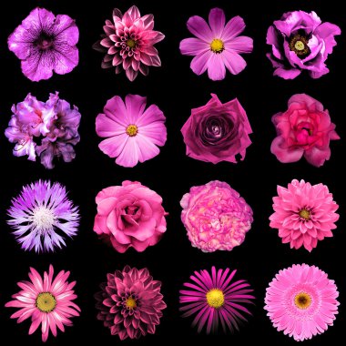 Doğal ve gerçeküstü pembe ve mor çiçekler 16 karışımı kolaj 1: şakayık, dahlia, primula, aster, papatya, gül, gerbera, karanfil, krizantem, cornflower, keten, pelargonium siyah izole