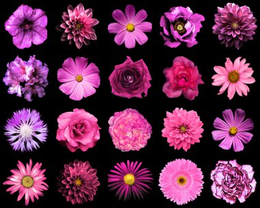 Doğal ve gerçeküstü pembe ve mor çiçekler 20 karışımı kolaj 1: şakayık, dahlia, primula, aster, papatya, gül, gerbera, karanfil, krizantem, cornflower, keten, pelargonium siyah izole
