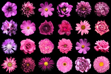 Doğal ve gerçeküstü pembe ve mor çiçekler 24 karışımı kolaj 1: şakayık, dahlia, primula, aster, papatya, gül, gerbera, karanfil, krizantem, cornflower, keten, pelargonium siyah izole