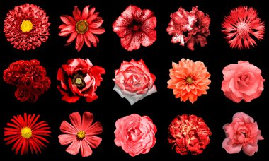 Doğal ve gerçeküstü kırmızı çiçekler 15 karışımı kolaj 1: şakayık, dahlia, primula, aster, papatya, gül, gerbera, karanfil, krizantem, cornflower, keten, pelargonium siyah izole