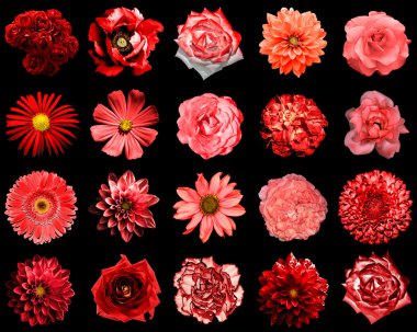 Doğal ve gerçeküstü kırmızı çiçekler 20 karışımı kolaj 1: şakayık, dahlia, primula, aster, papatya, gül, gerbera, karanfil, krizantem, cornflower, keten, pelargonium siyah izole