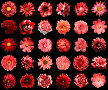 Doğal ve gerçeküstü kırmızı çiçekler 30 karışımı kolaj 1: şakayık, dahlia, primula, aster, papatya, gül, gerbera, karanfil, krizantem, cornflower, keten, pelargonium siyah izole