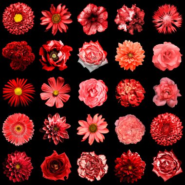 Doğal ve gerçeküstü kırmızı çiçekler 25 karışımı kolaj 1: şakayık, dahlia, primula, aster, papatya, gül, gerbera, karanfil, krizantem, cornflower, keten, pelargonium siyah izole