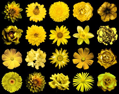 Doğal ve gerçeküstü sarı altın çiçekler 20 karışımı kolaj 1: şakayık, dahlia, primula, aster, papatya, gül, gerbera, karanfil, krizantem, cornflower, keten, pelargonium siyah izole