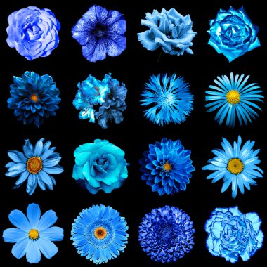 Doğal ve gerçeküstü mavi çiçekler 16 karışımı kolaj 1: şakayık, dahlia, primula, aster, papatya, gül, gerbera, karanfil, krizantem, cornflower, keten, pelargonium siyah izole