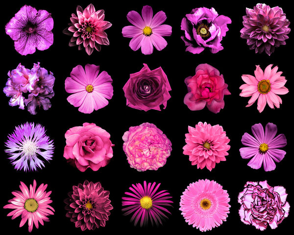 Смешайте натуральные и сюрреальные розовые и фиолетовые цветки 20 в 1: пион, далия, примула, астр, дамба, роза, гербера, кловер, хризантема, васильк, лен, пеларгоний, изолированный на черном
