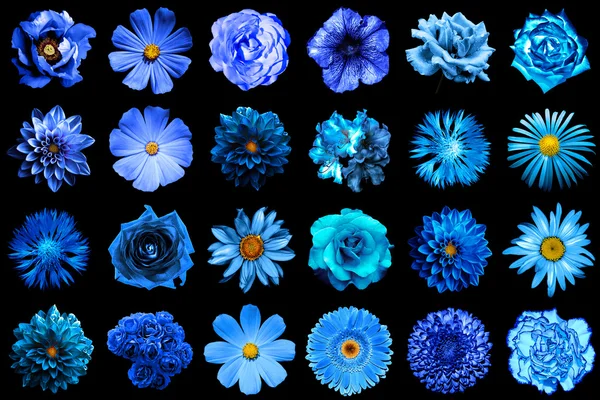 Mezcla collage de flores azules naturales y surrealistas 24 en 1: peonía, dalia, primula, astro, margarita, rosa, gerberas, clavo de olor, crisantemo, aciano, lino, pelargonio aislado en negro — Foto de Stock