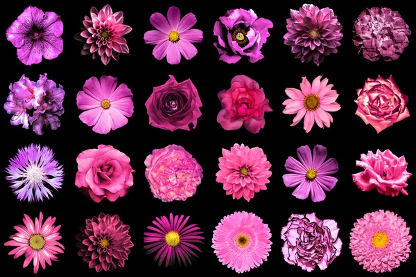 Mezcla collage de flores rosadas y púrpuras naturales y surrealistas 24 en 1: peonía, dalia, primula, astro, margarita, rosa, gerberas, clavo de olor, crisantemo, aciano, lino, pelargonio aislado en negro — Foto de Stock