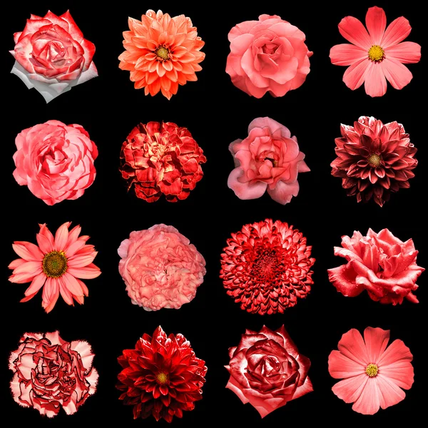 Смесь природных и сюрреальных красных цветов 16 в 1: пион, далия, примула, астр, дамба, роза, гербера, клоун, хризантема, васильк, лен, пеларгоний, изолированный на черном — стоковое фото